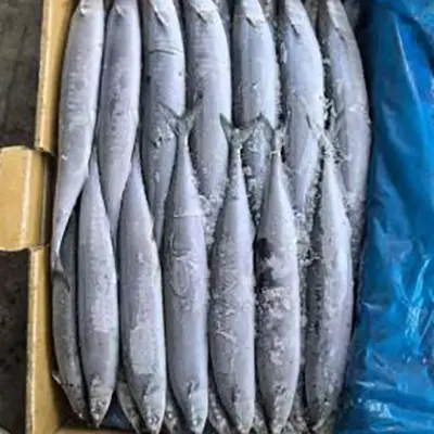 Cá thu đao Thái Bình Dương đông lạnh biển BQF