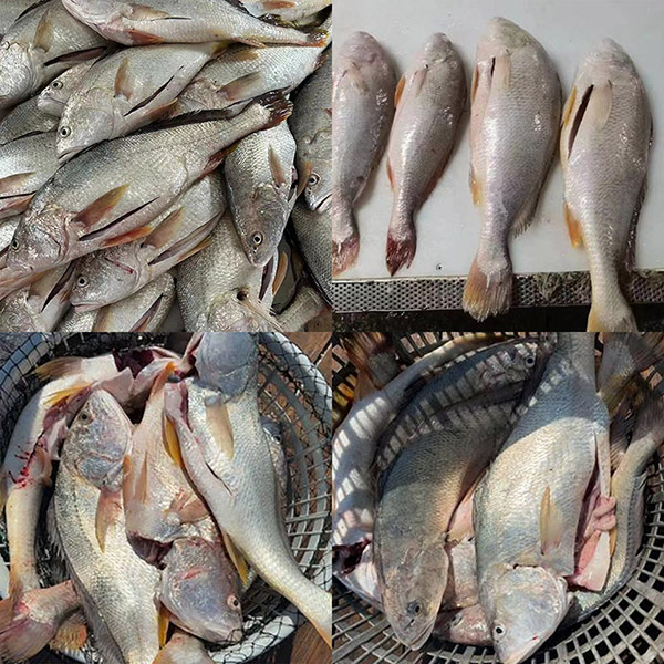 Cá đù trắng tươi đông lạnh rút ruột