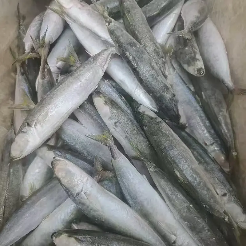Cá nục Layang đông lạnh nguyên con