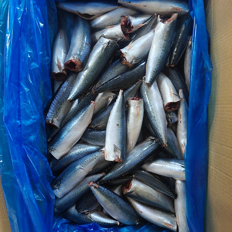 Cá thu Thái Bình Dương đông lạnh HGT
