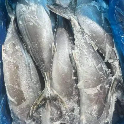 Cá ngừ Sarda nguyên con đông lạnh