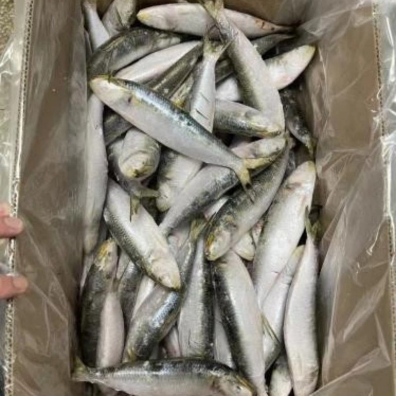 Cá mòi đông lạnh nguyên con