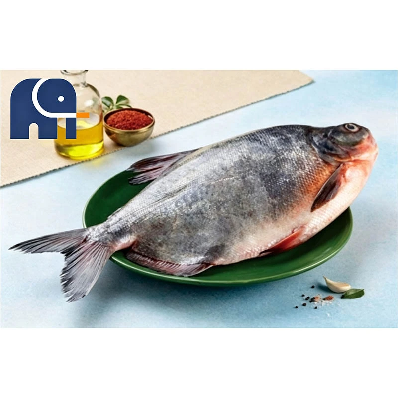 Cá chim đỏ đông lạnh cao cấp nguyên con