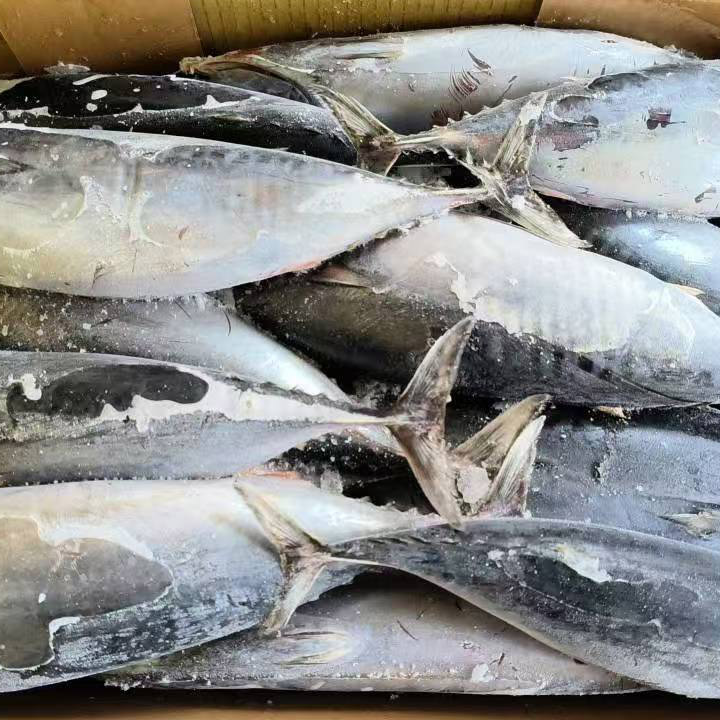 Cá Ngừ Bonito đông lạnh nguyên con